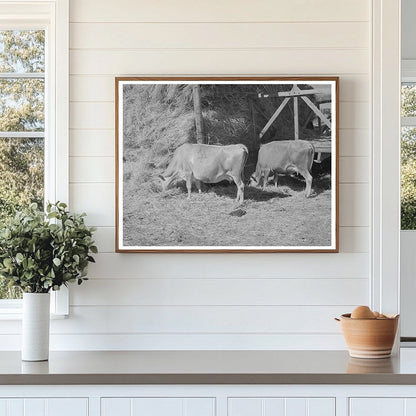 Cows Eating Hay on Cache County Farm August 1940