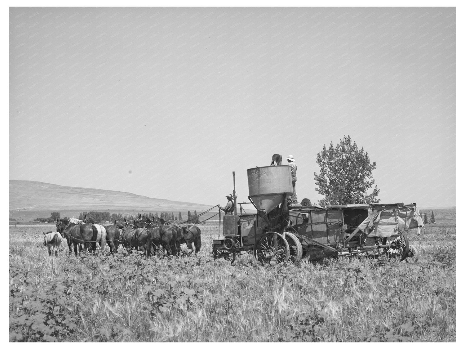 Vintage 1940 Scene of Horse-Drawn Combine in Utah