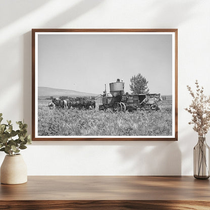 Vintage 1940 Scene of Horse-Drawn Combine in Utah