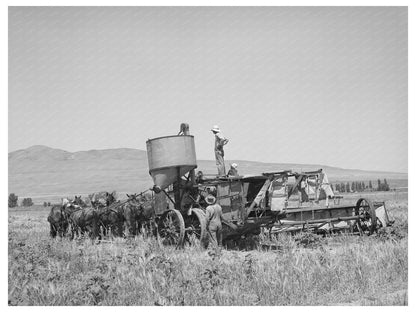 Ten Horse Team Drawing a Combine in Box Elder County 1940