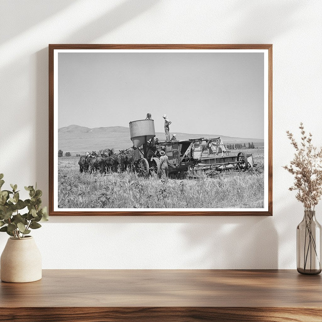 Ten Horse Team Drawing a Combine in Box Elder County 1940