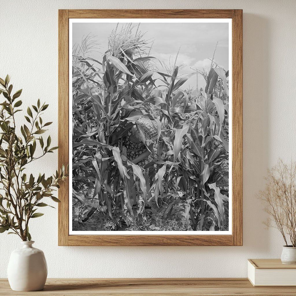 Mormon Farmers Sweet Corn Garden Snowville Utah 1940