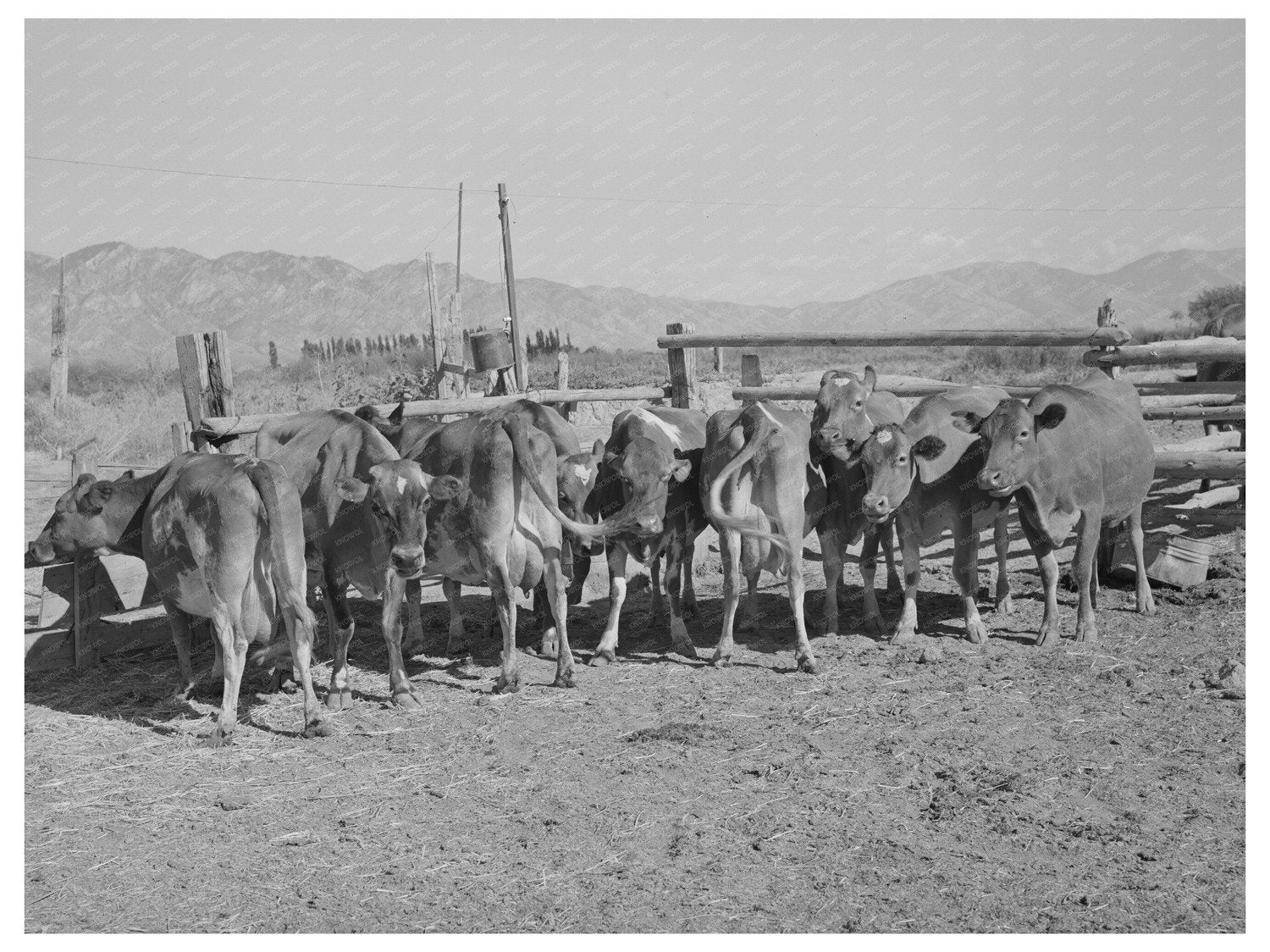 Dairy Cows in Box Elder County Utah August 1940