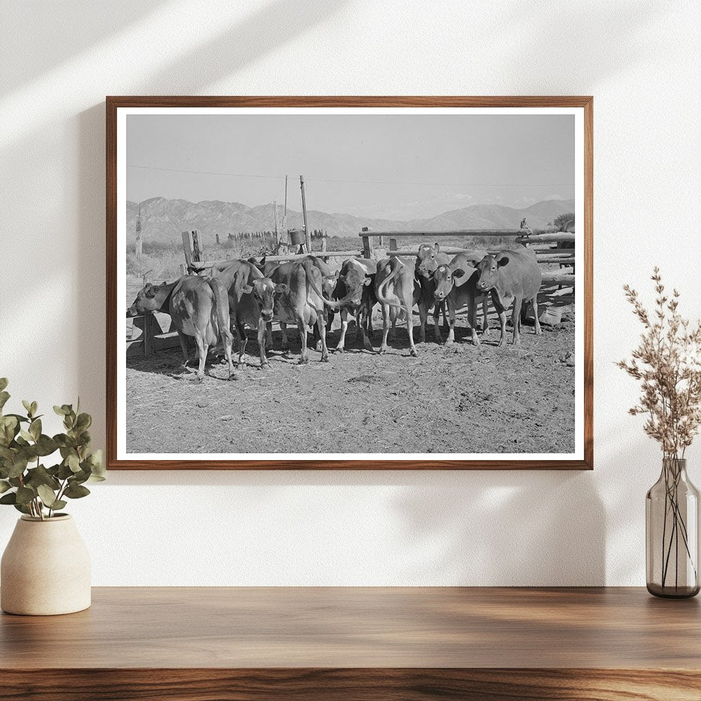 Dairy Cows in Box Elder County Utah August 1940