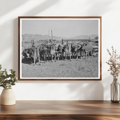 Dairy Cows in Box Elder County Utah August 1940