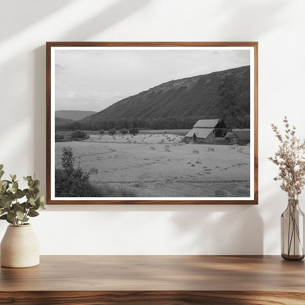 Wheat Field in Anchuleta County Colorado August 1940