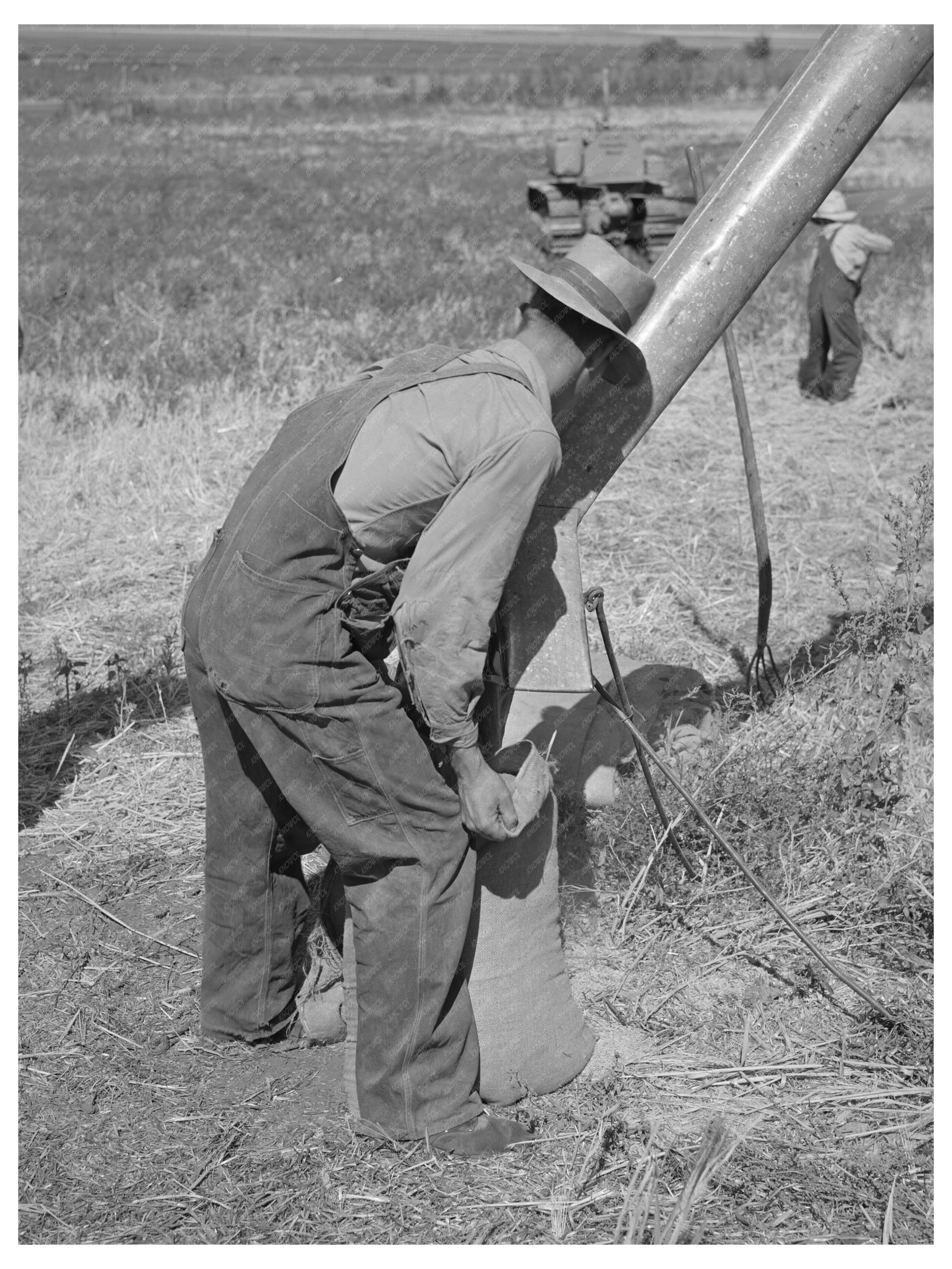 Sacking Barley on Mormon Farm Utah August 1940