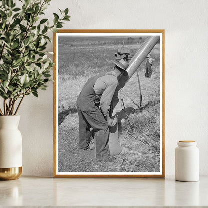 Sacking Barley on Mormon Farm Utah August 1940