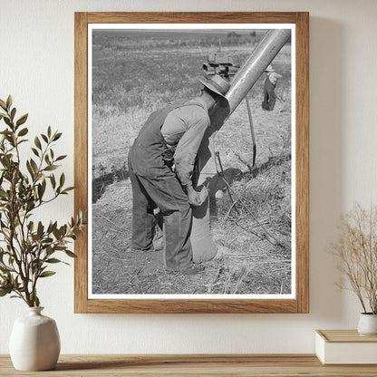 Sacking Barley on Mormon Farm Utah August 1940