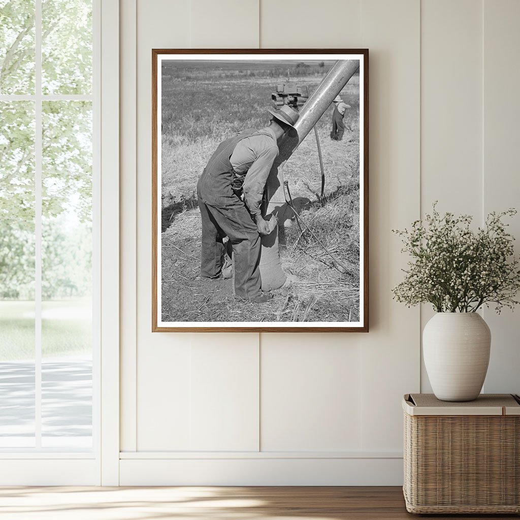 Sacking Barley on Mormon Farm Utah August 1940