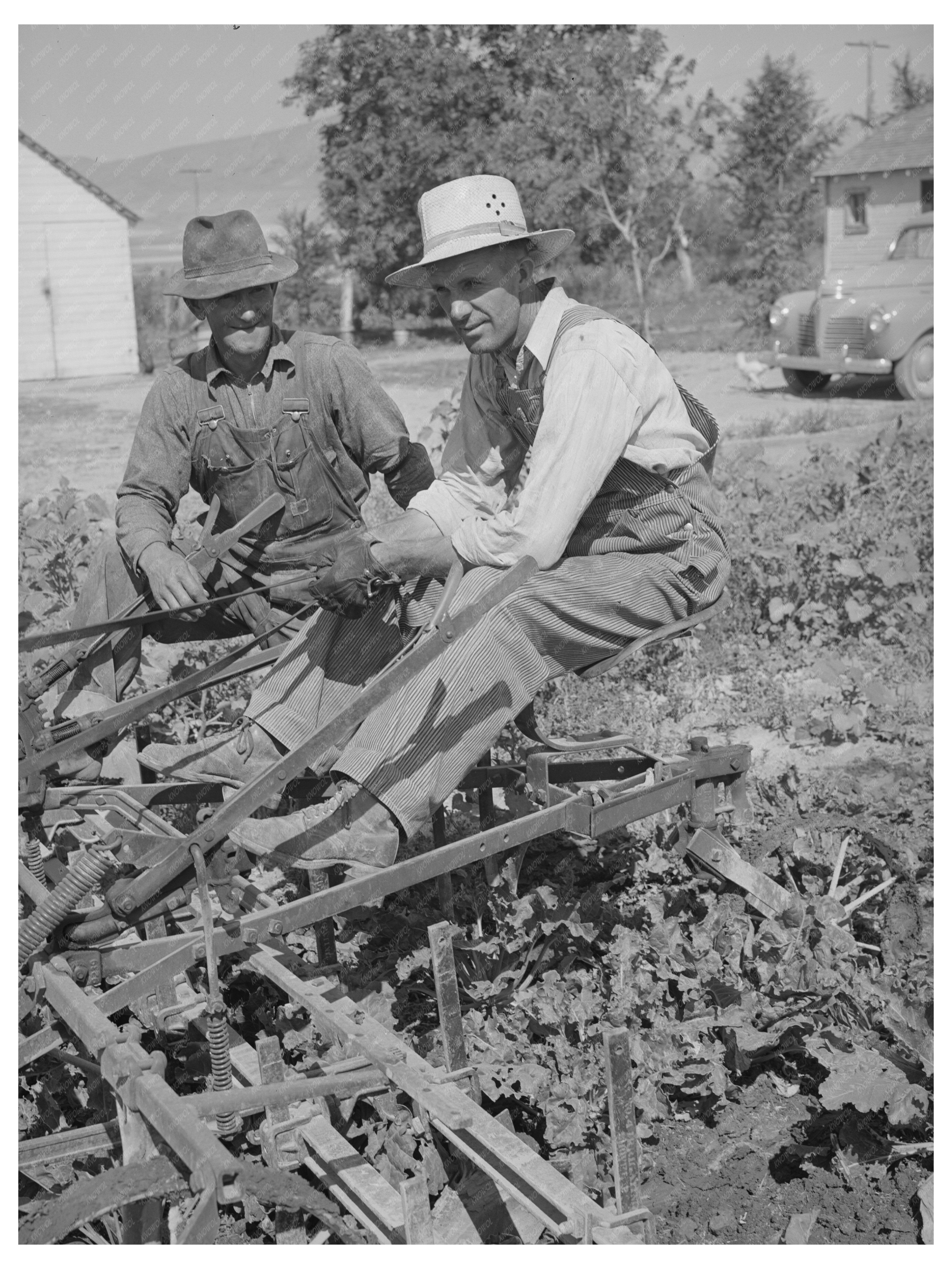 Farmers Cultivating Sugar Beets Box Elder County Utah 1940