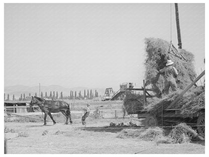Putting up hay with Mormon hay stacker Utah August 1940