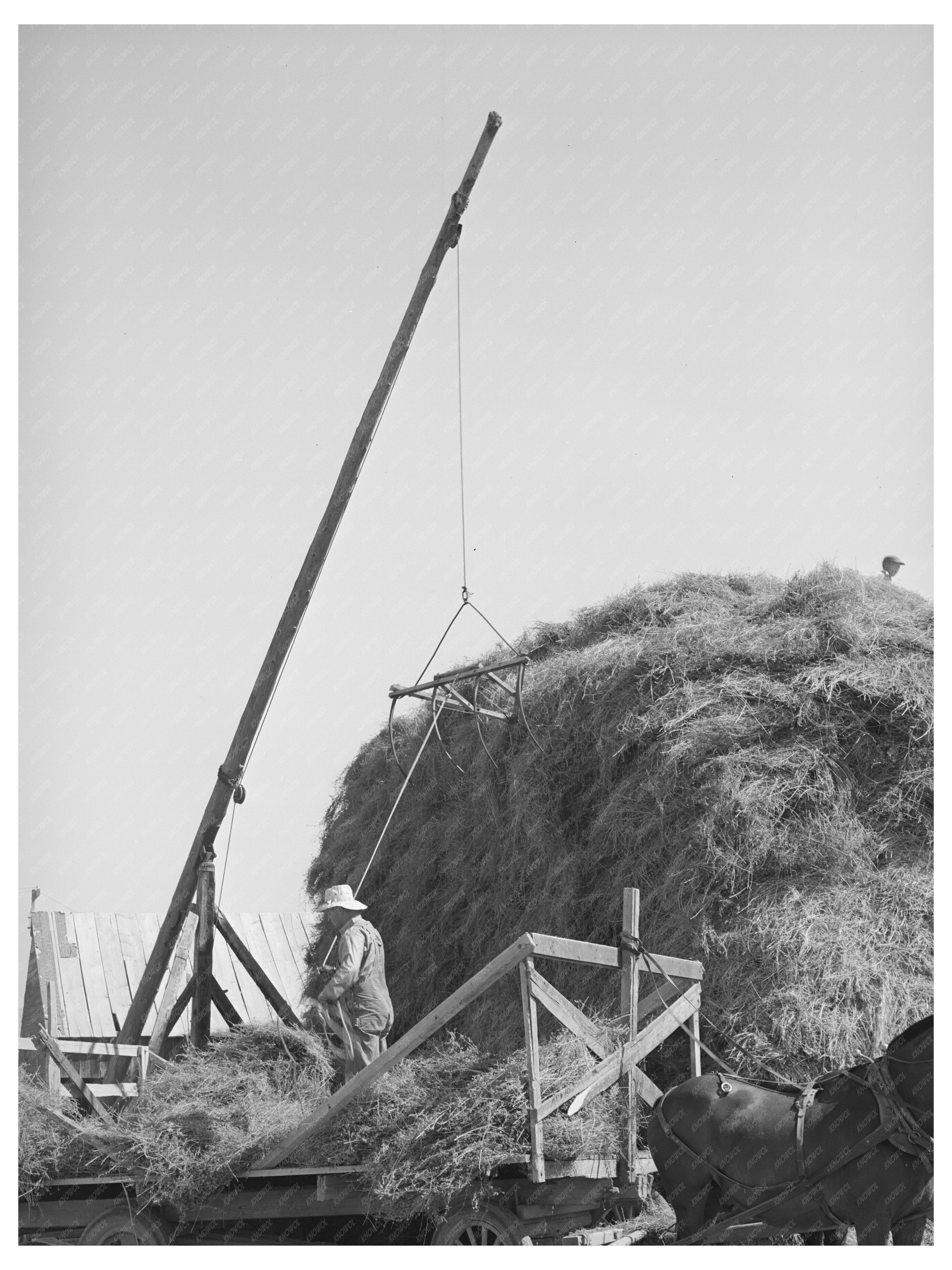 Mormon Hay Stacker in Box Elder County Utah 1940