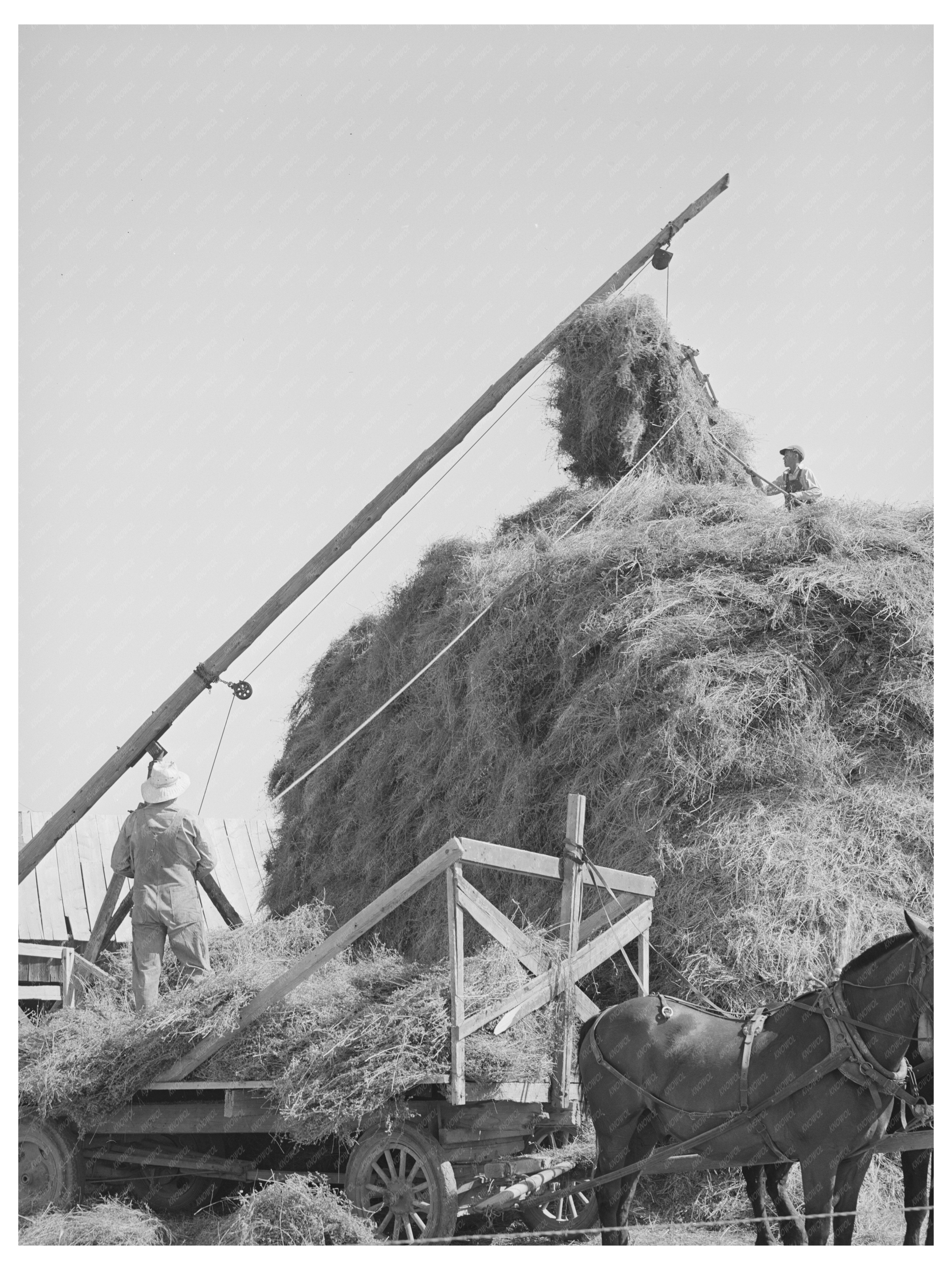 Mormon Hay Stacking in Box Elder County Utah August 1940