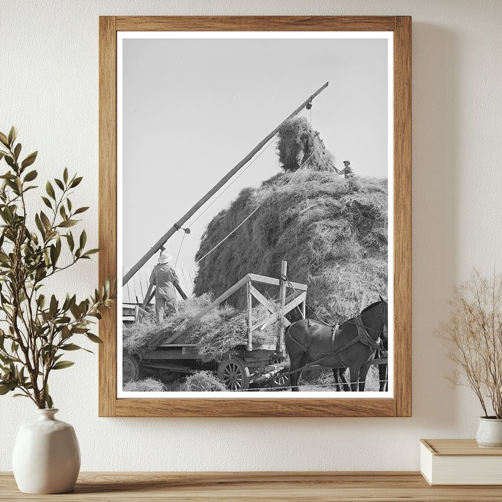 Mormon Hay Stacking in Box Elder County Utah August 1940