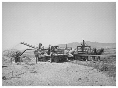 Threshing Barley in Box Elder County Utah August 1940