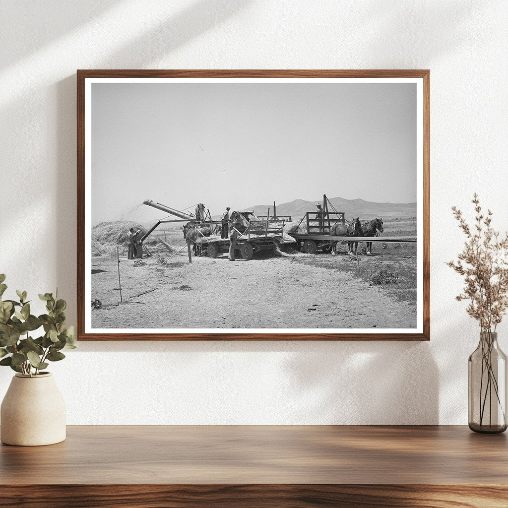 Threshing Barley in Box Elder County Utah August 1940