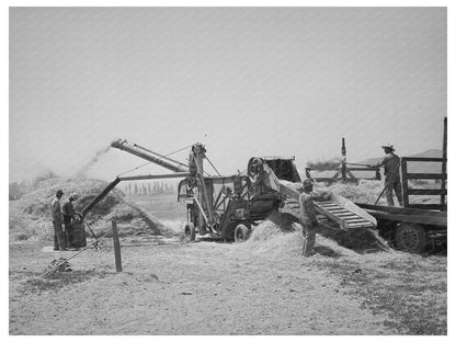 Barley Threshing in Box Elder County Utah August 1940