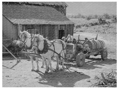 1940 Vintage Image of Orchard Sprayer Refueling in Utah