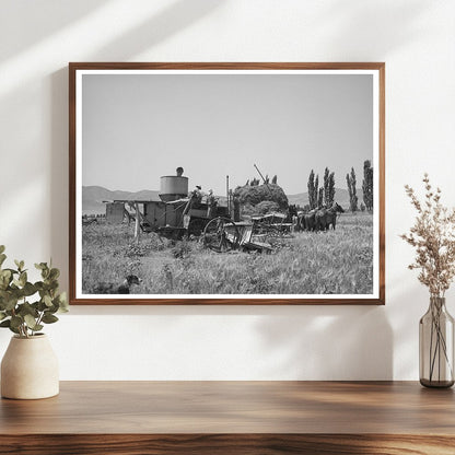 Horses Powering a Combine in Utah August 1940