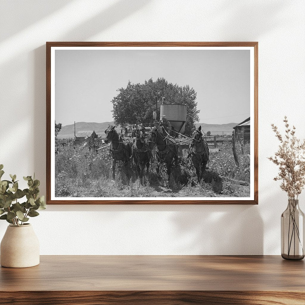 1940 Vintage Photo of Horse-Drawn Combine in Utah