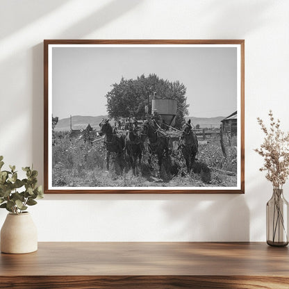 1940 Vintage Photo of Horse-Drawn Combine in Utah