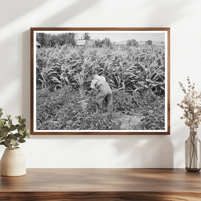 Young Mormon Farm Boy Hoeing Garden Snowville Utah 1940