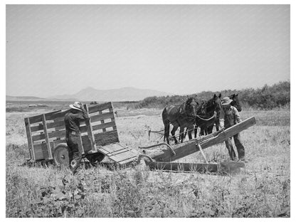 Vintage 1940 Unloading Cooperative Ditcher in Utah