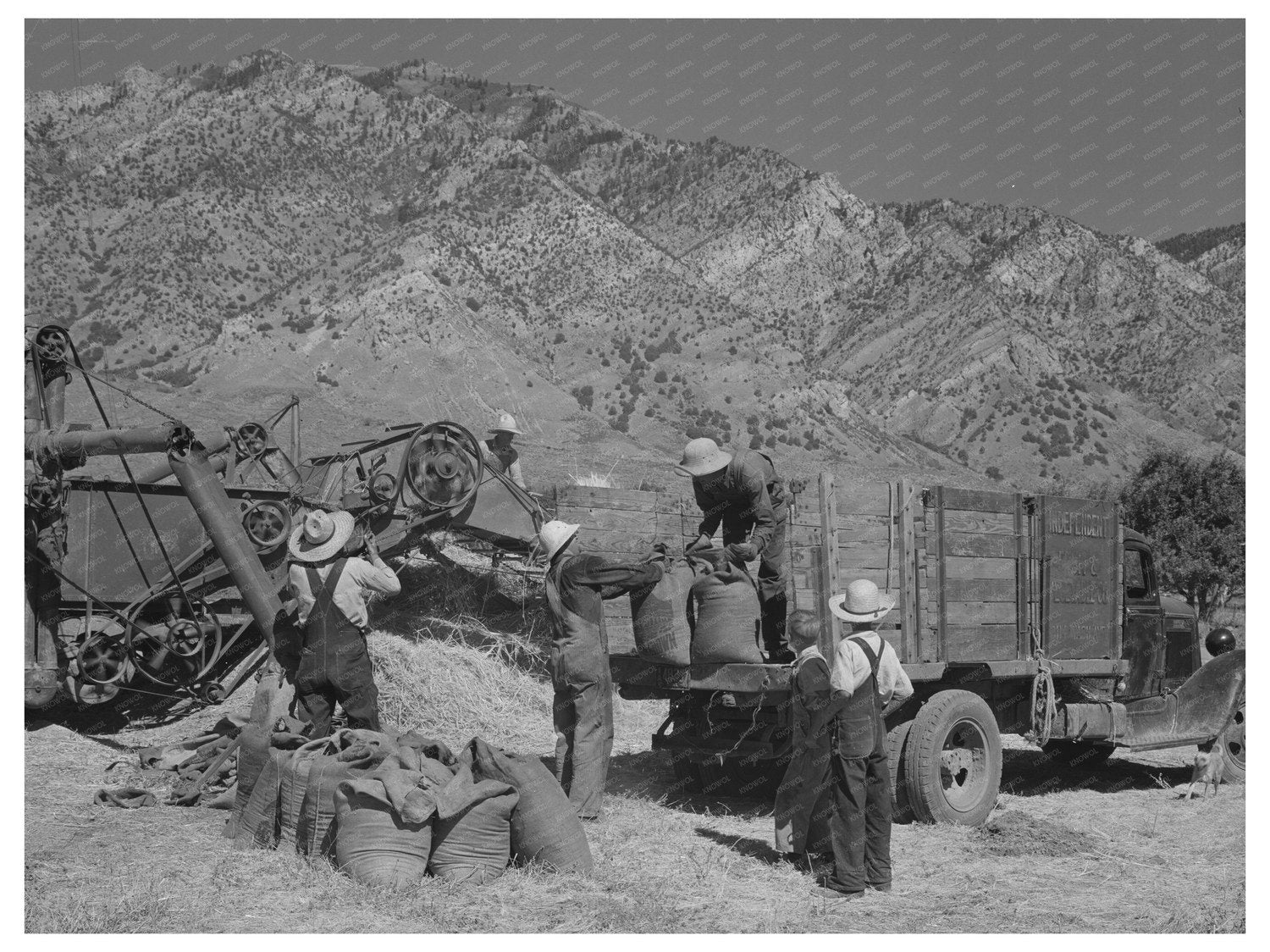 1940 Harvesting Small Grain in Box Elder County Utah