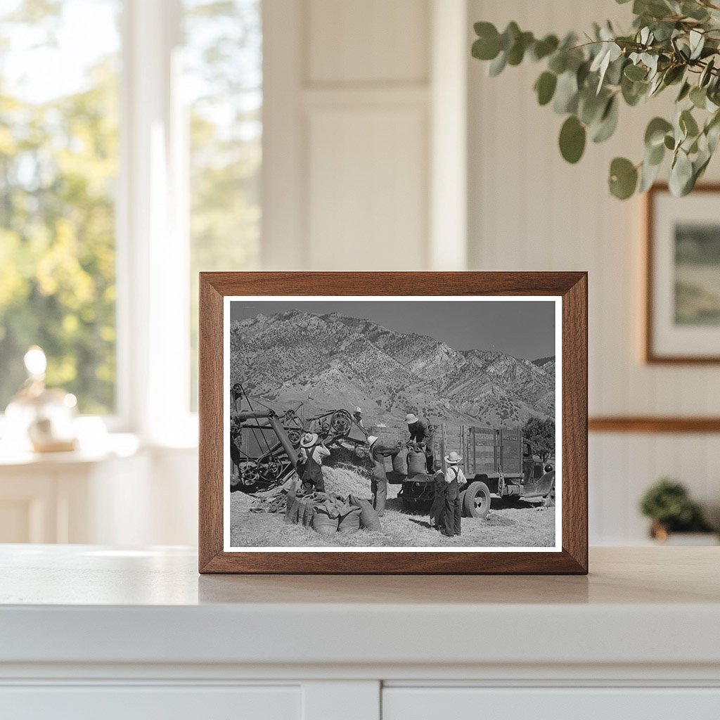 1940 Harvesting Small Grain in Box Elder County Utah