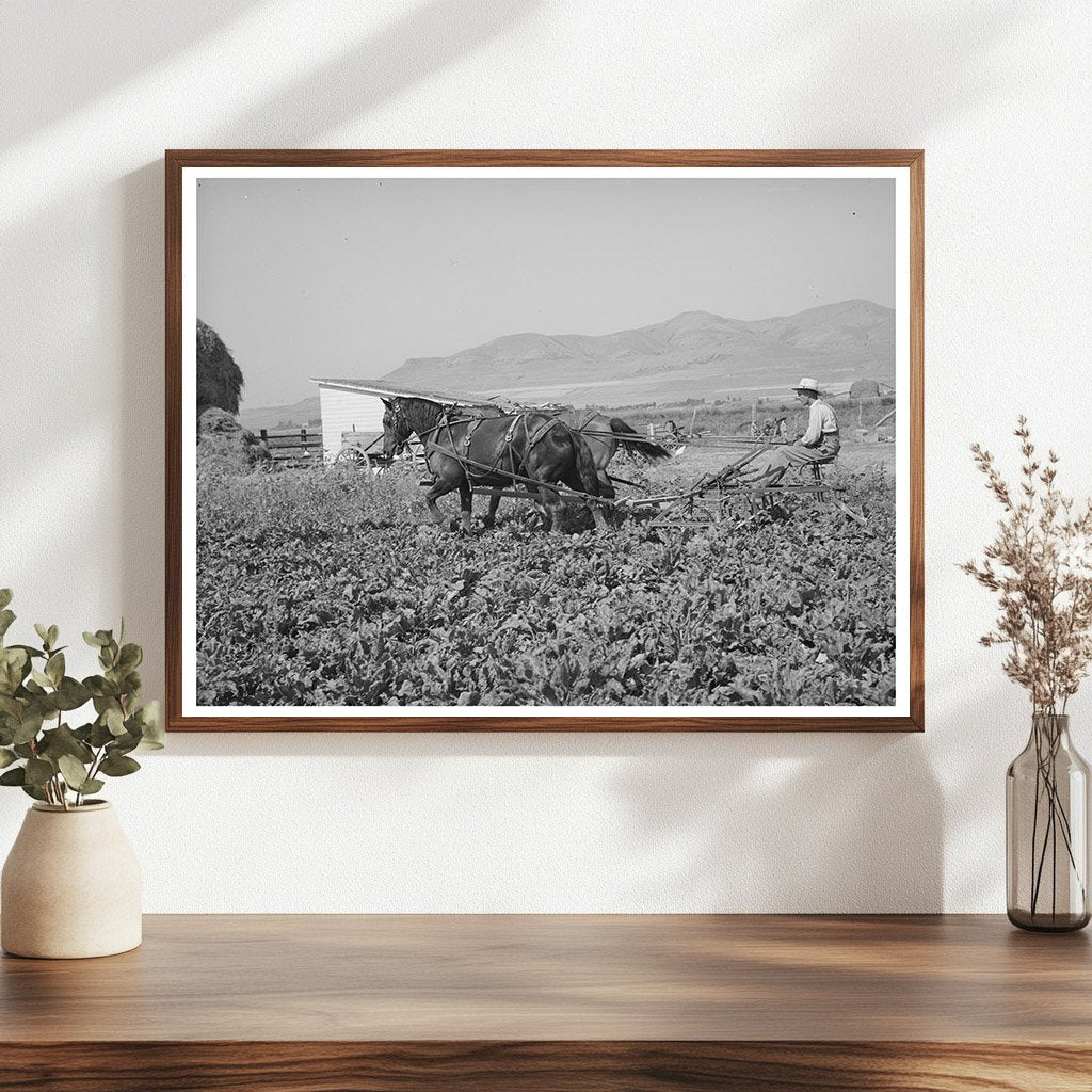 1940 Cooperative Sugar Beet Cultivator in Utah