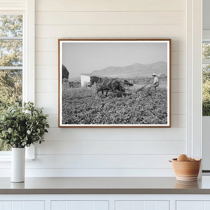 1940 Cooperative Sugar Beet Cultivator in Utah