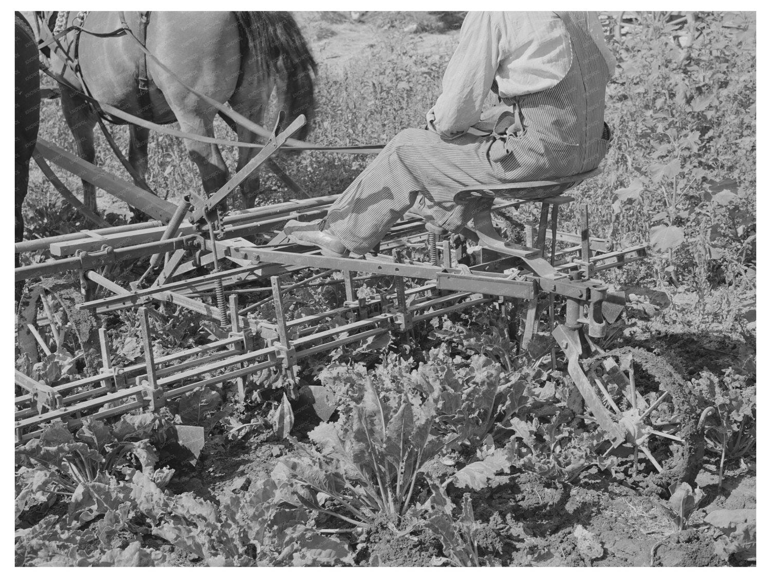 1940 Farmer Operating Sugar Beet Cultivator Utah