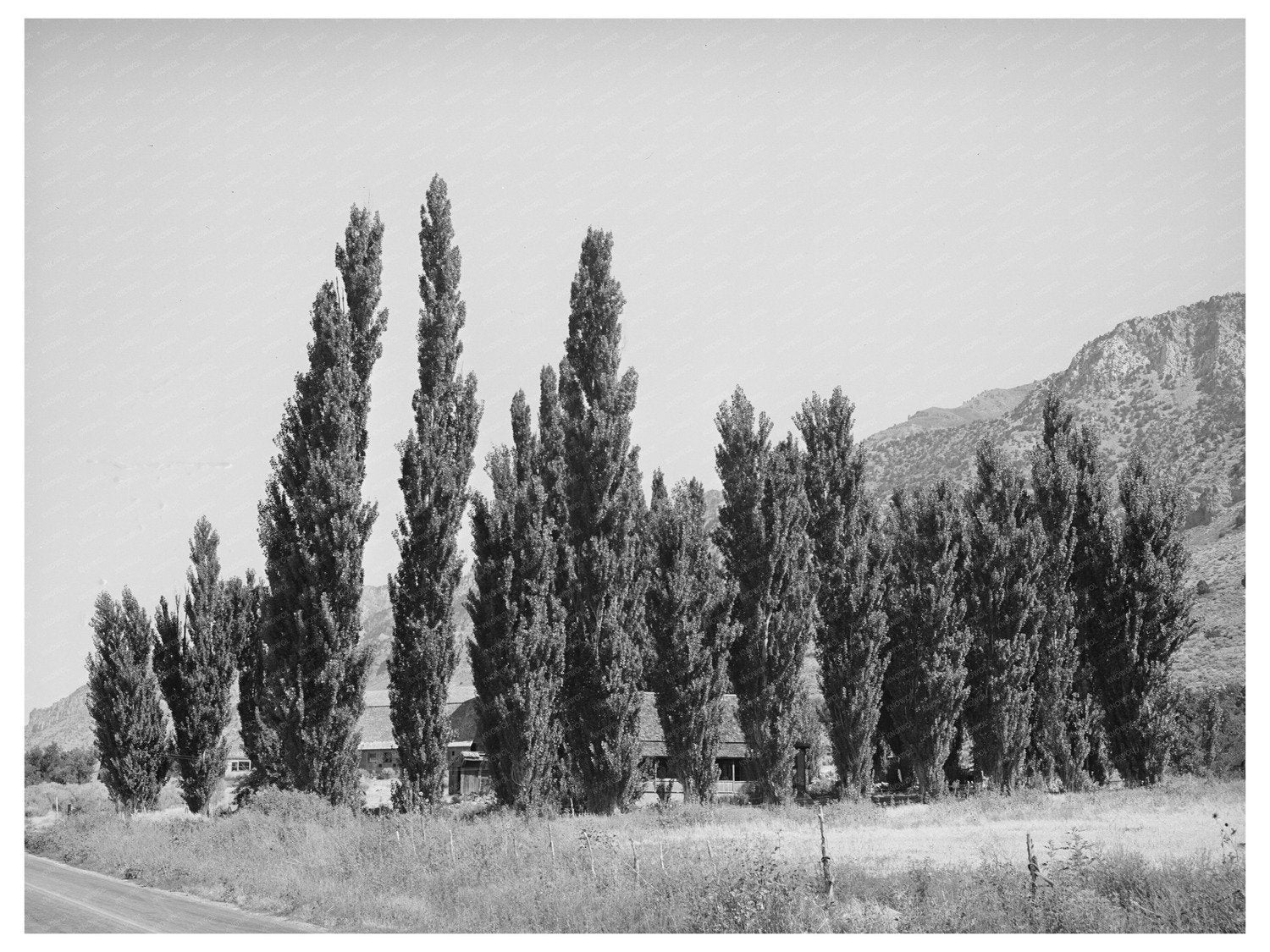 Lombardy Poplars in Box Elder County Utah August 1940
