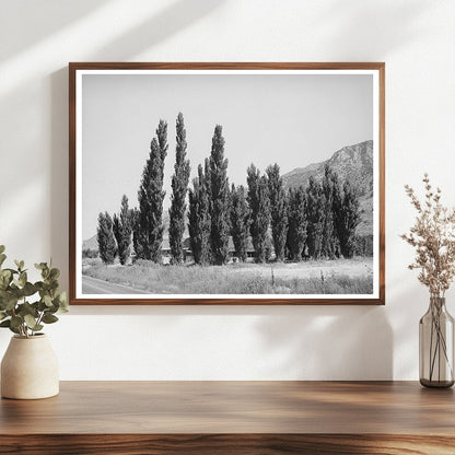 Lombardy Poplars in Box Elder County Utah August 1940
