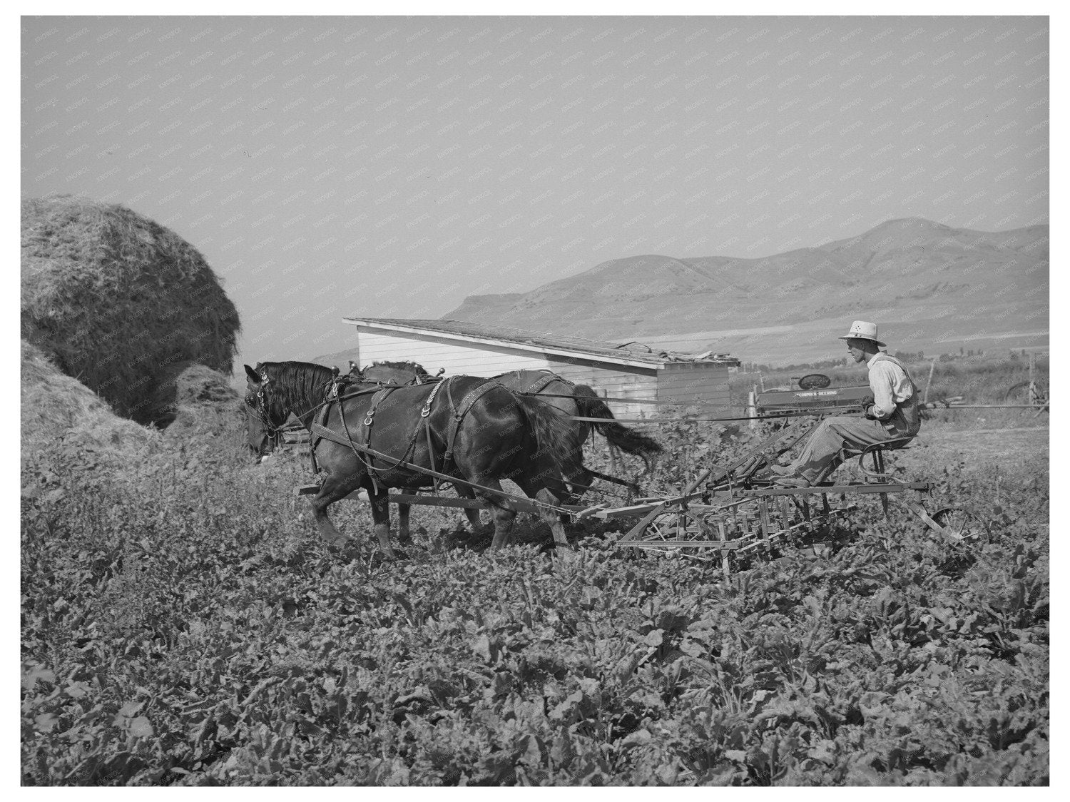 Cooperative Sugar Beet Cultivator Box Elder County 1940