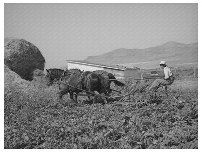 Cooperative Sugar Beet Cultivator Box Elder County 1940