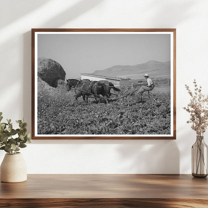 Cooperative Sugar Beet Cultivator Box Elder County 1940