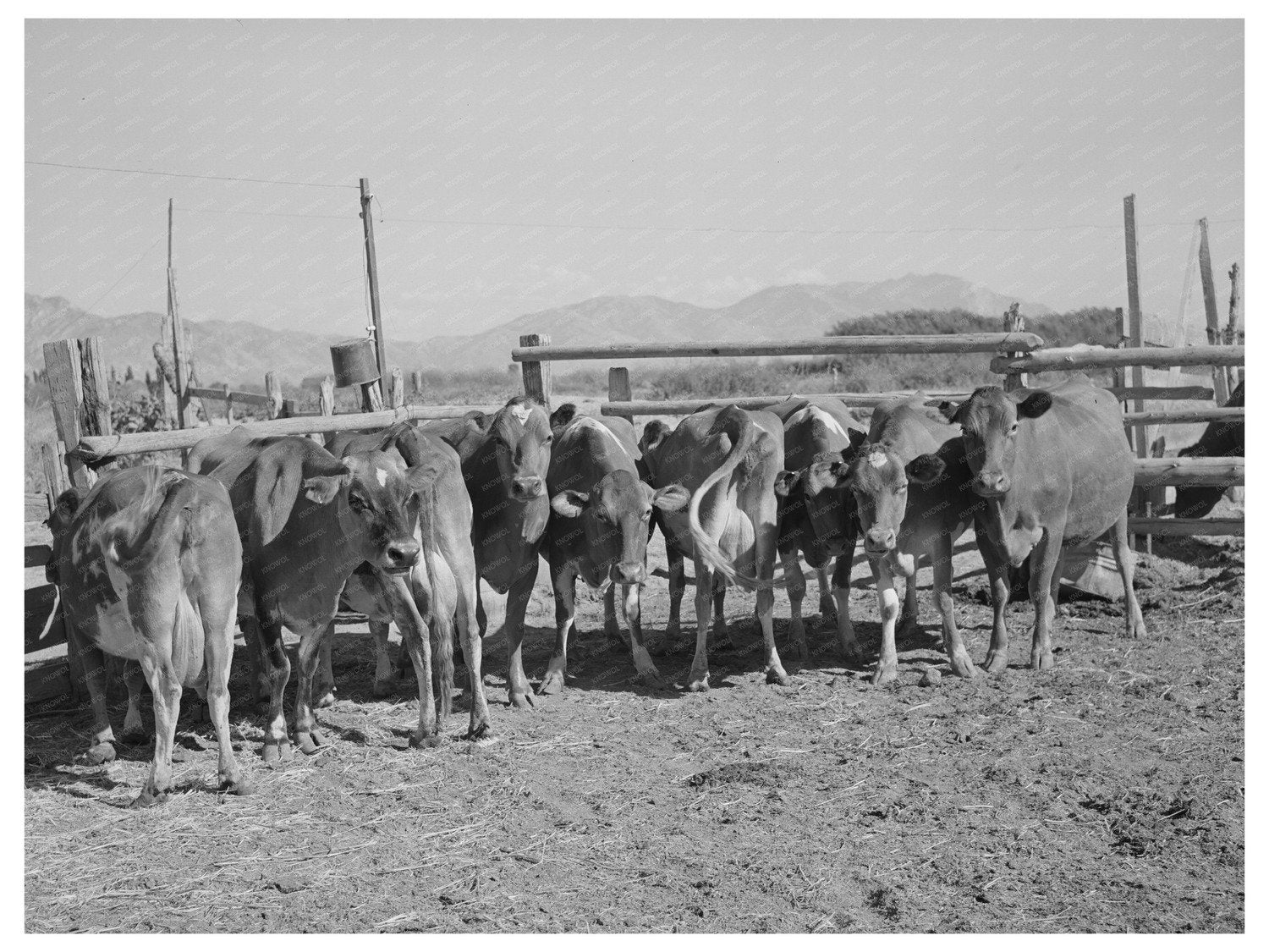 Dairy Cows in Box Elder County Utah 1940