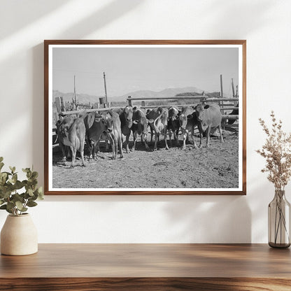 Dairy Cows in Box Elder County Utah 1940