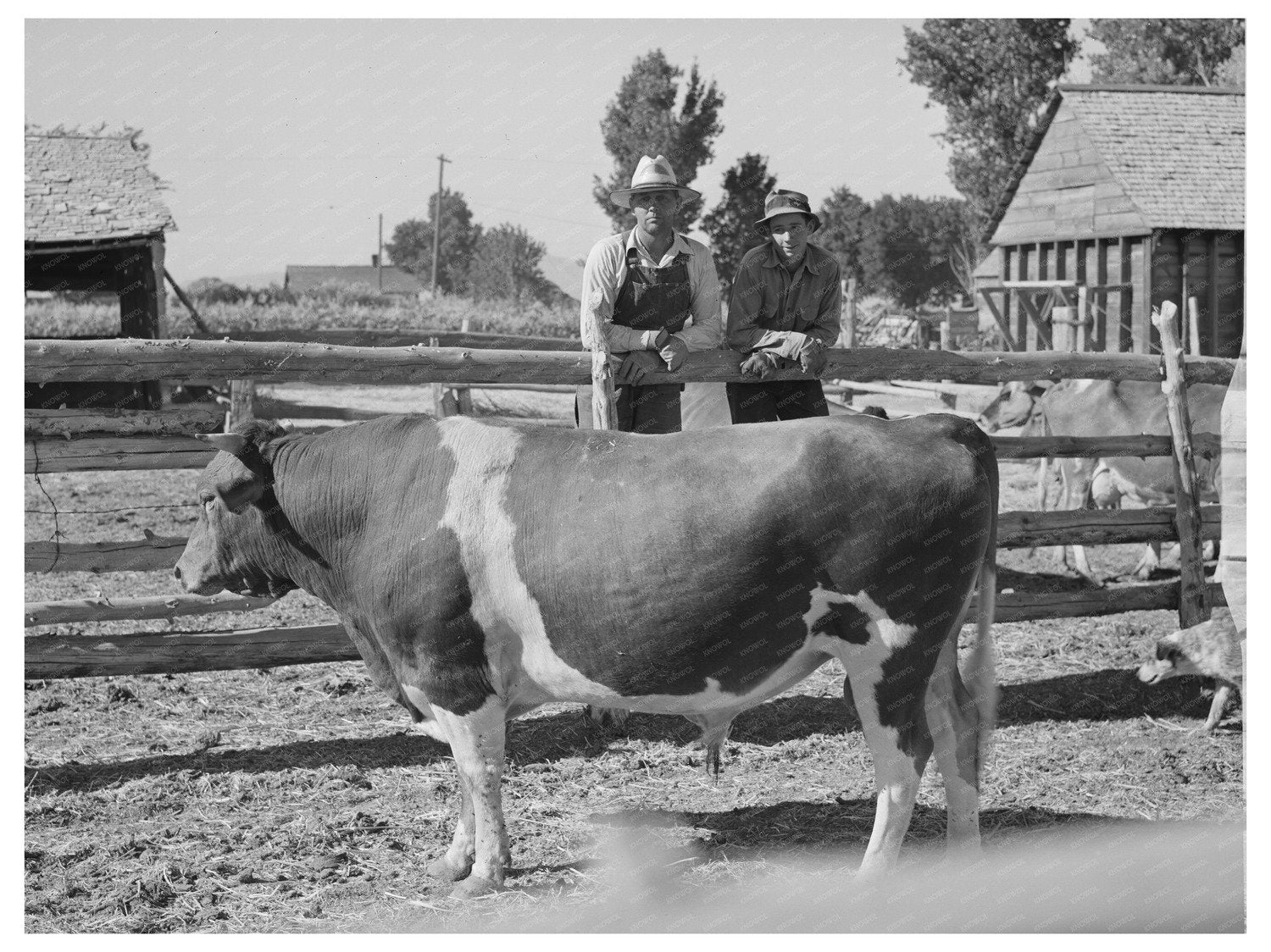 Cooperative Bull Agricultural Practices Box Elder County 1940