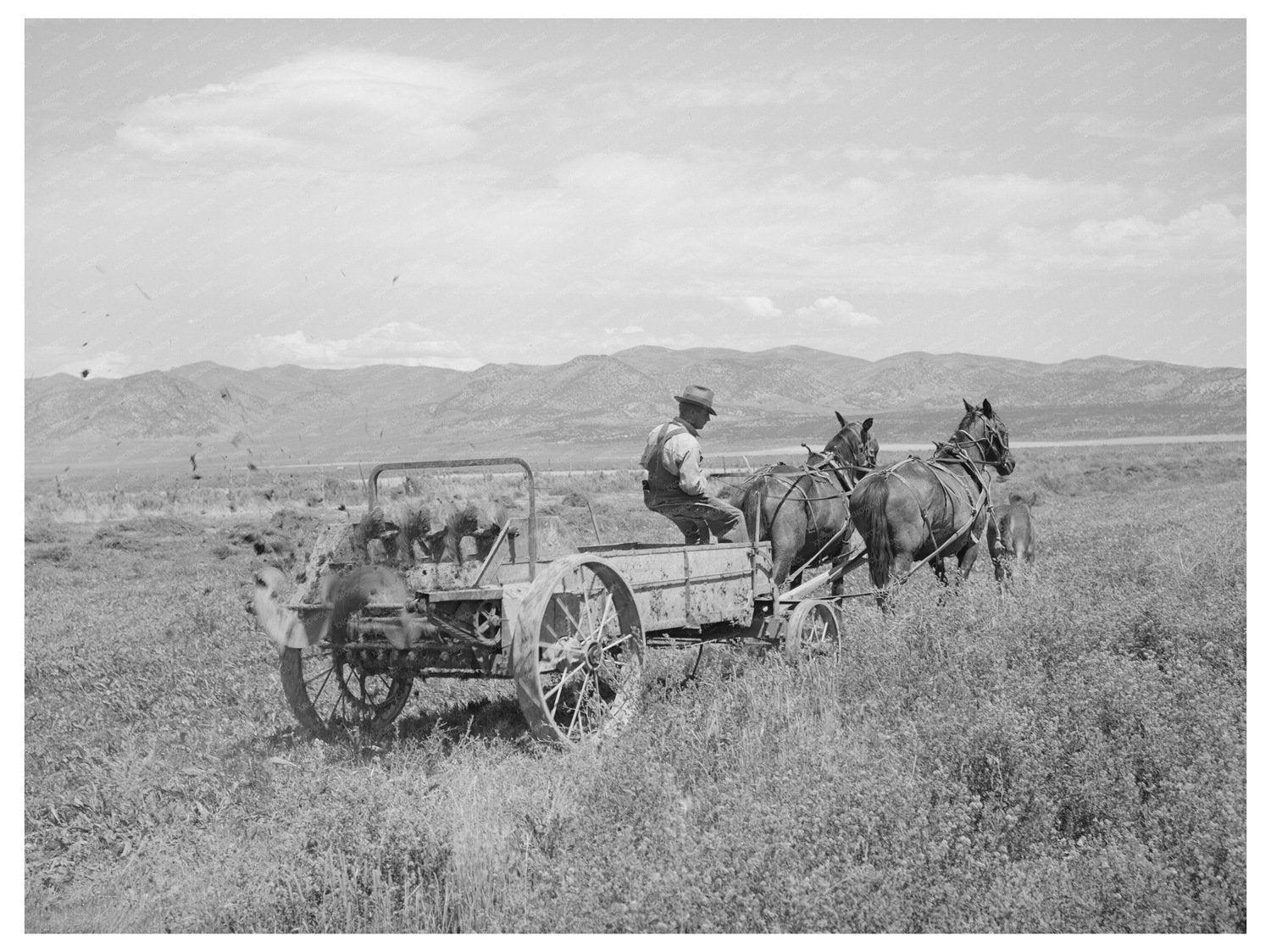 Cooperative Manure Spreader in Box Elder County 1940