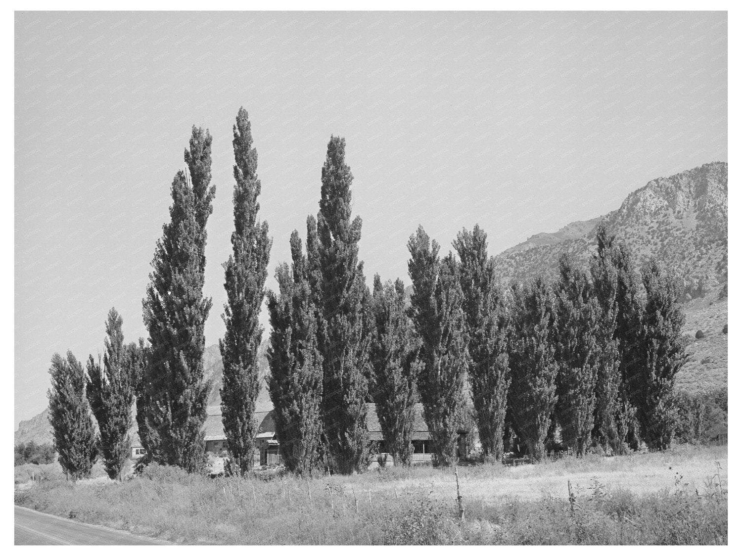 Lombardy Poplars Box Elder County Utah August 1940