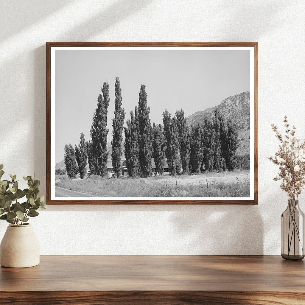 Lombardy Poplars Box Elder County Utah August 1940