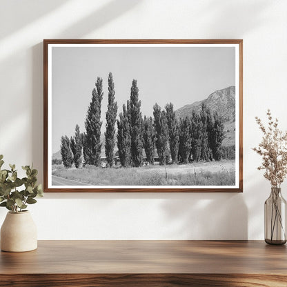 Lombardy Poplars Box Elder County Utah August 1940