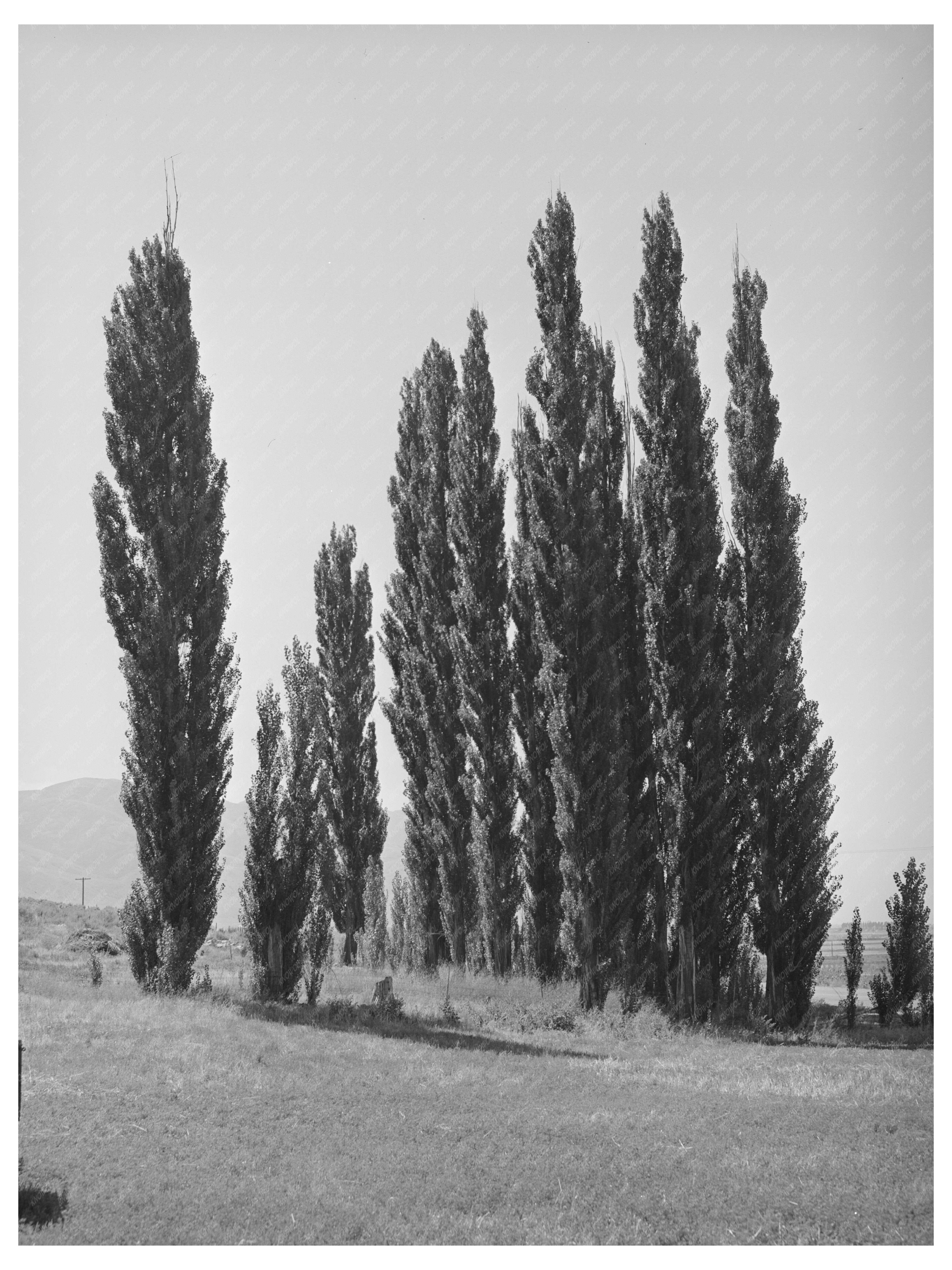 Lombardy Poplars in Box Elder County Utah 1940