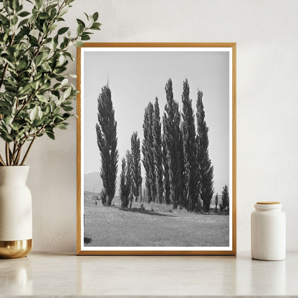 Lombardy Poplars in Box Elder County Utah 1940