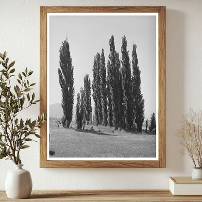 Lombardy Poplars in Box Elder County Utah 1940