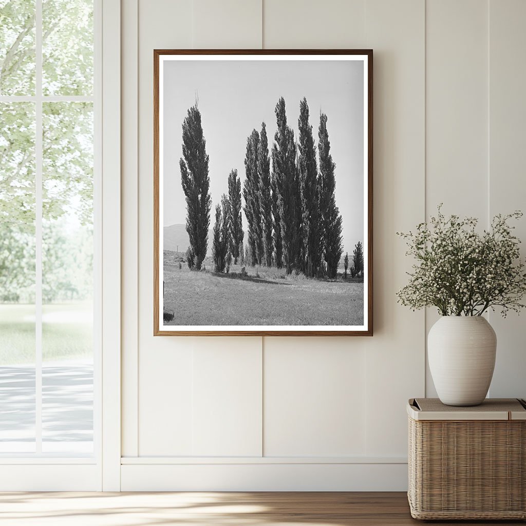 Lombardy Poplars in Box Elder County Utah 1940