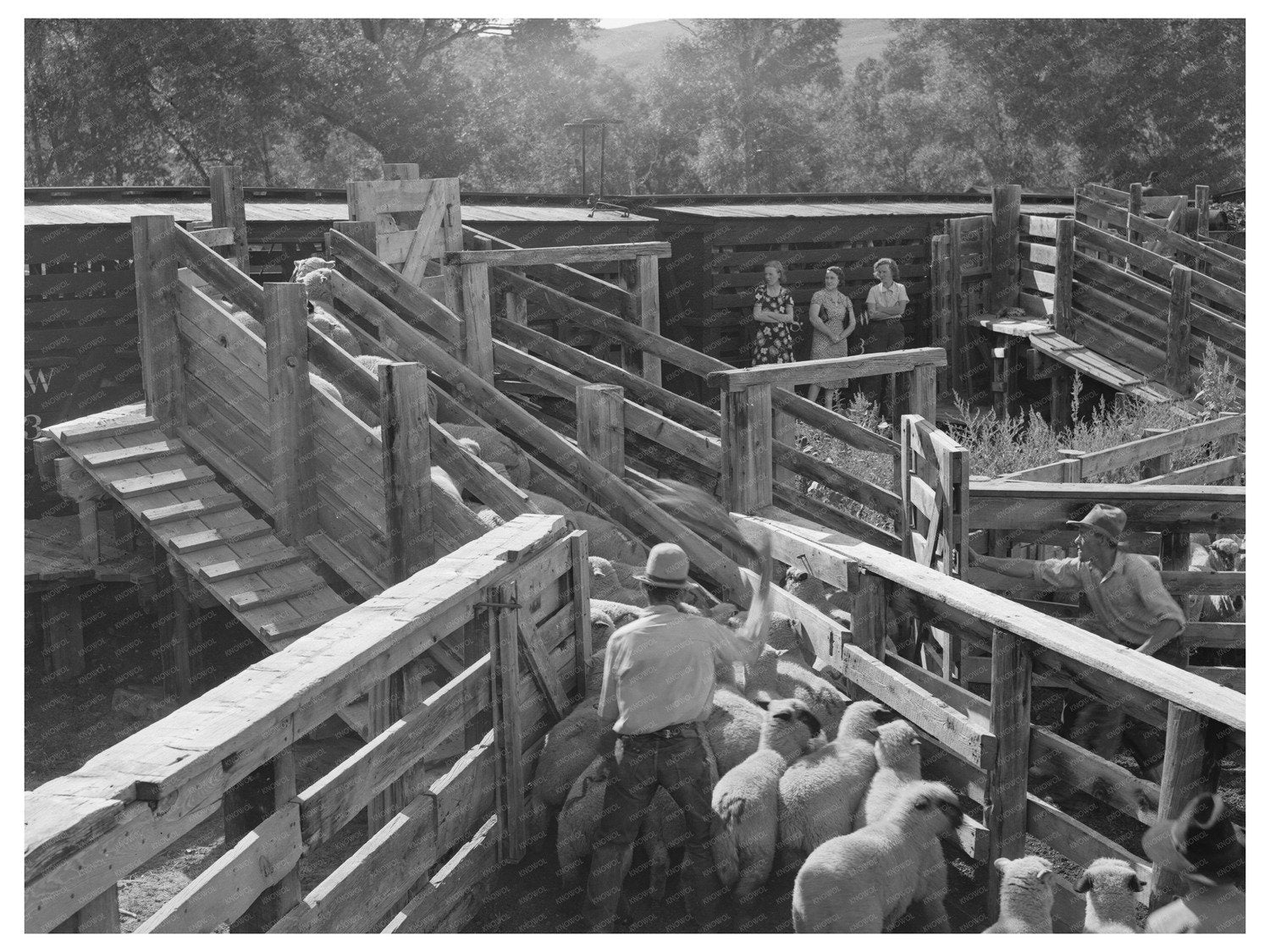 1940 Vintage Photo of Lambs Loaded on Railway in Colorado